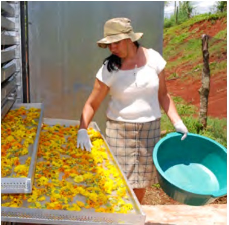 Programa Farmácia Viva | Glossário temático PICS Ministério da Saúde 1ª ed 2018