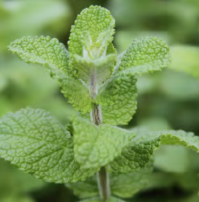 Planta Medicinal in natura Glossário temático PICS Ministério da Saíde 1ª ed 2018.png