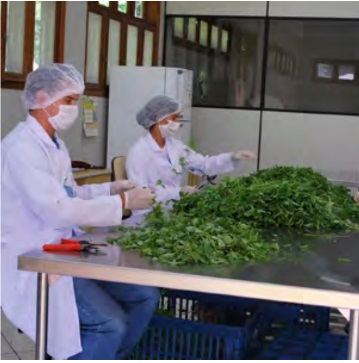 Programa Farmácia Viva | Glossário temático PICS Ministério da Saúde 1ª ed 2018